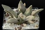 Ariocarpus retusus v. furfuraceus Cm. 11 € 72,00